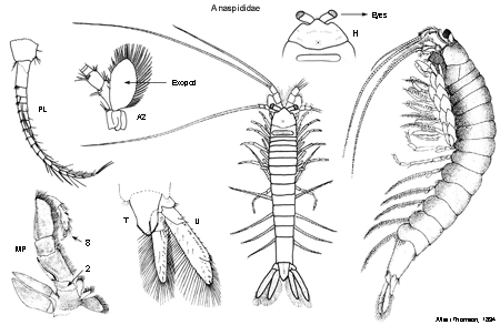 Anaspididae